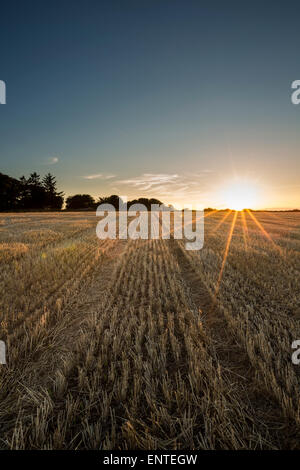 Sunset over a wheat field with sun rays, UK Stock Photo