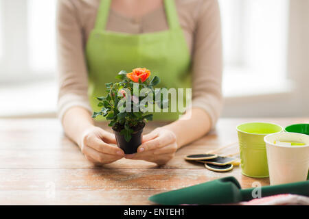 close up of woman hands holding roses bush in pot Stock Photo