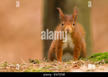 Red Squirrel (Sciurus vulgaris) in woodland, England, UK Stock Photo