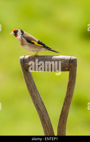 Goldfinch (Carduelis carduelis) sitting on a garden spade handle, Scotland, UK Stock Photo
