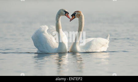 Mute Swans (Cygnus olor) on the River Doon in Ayr, Scotland, UK