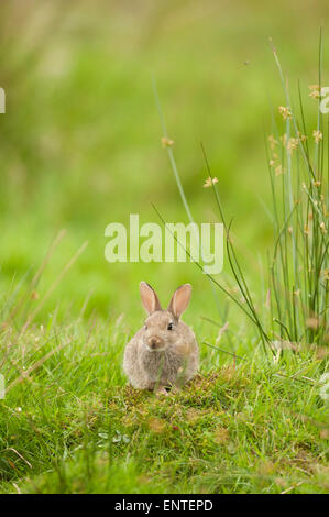 Young rabbit in a field in the wild, UK Stock Photo