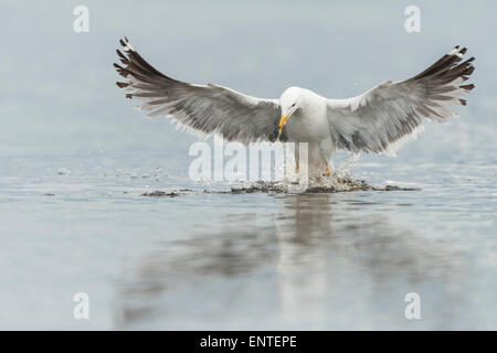 Herring Gull flying, UK Stock Photo