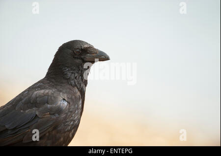 Close-up of a Carrion Crow, UK Stock Photo