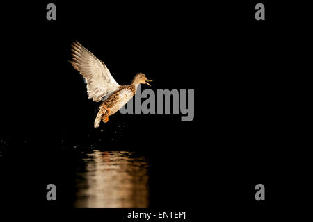 Mallard duck (Anas Platyrhynchos) flying, UK Stock Photo