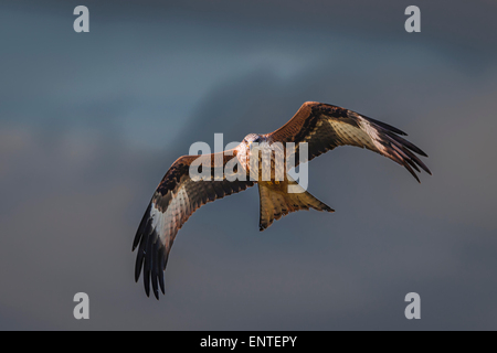 Red Kite (Milvus milvus), Dumfries and Galloway, Scotland, UK - bird flying, raptor, falcon, hawk Stock Photo