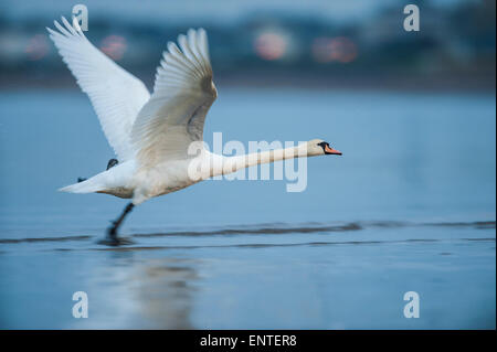 Mute Swan (Cygnus olor) taking off, UK Stock Photo