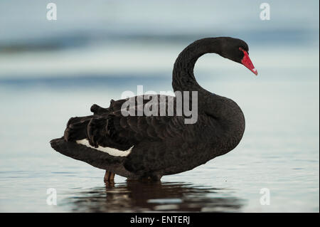 Black Swan in the wild, (Cygnus atratus), UK Stock Photo