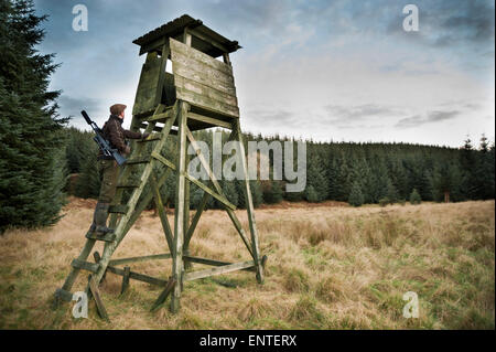 A hunter or deer stalker climbs up a high seat wildlife hide, Scotland, UK Stock Photo