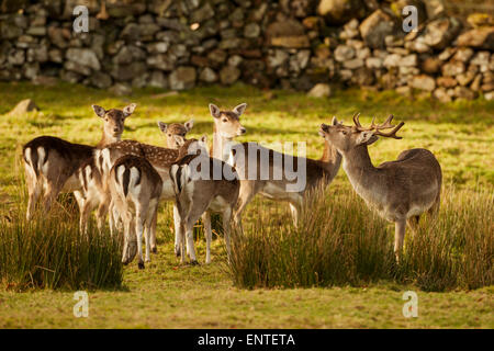 Fallow Deer (Dama Dama), Dumfries and Galloway, Scotland, UK Stock Photo