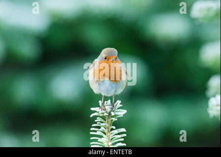 Robin (Erithacus rubecula) sitting on the top branch of a Sitka Tree in winter. Garden birds, UK Stock Photo