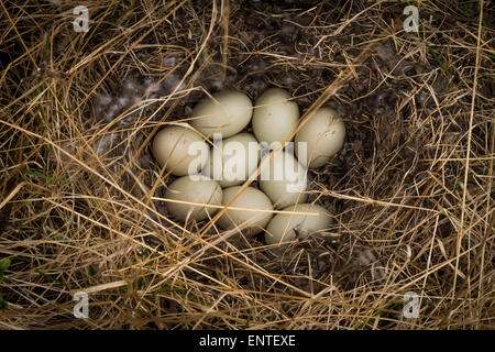 Nest full of duck eggs Stock Photo