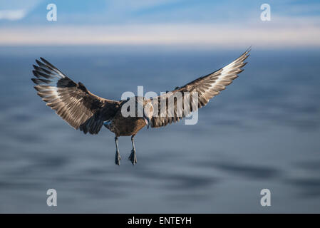 Arctic Skua in flight, Ingolfshofdi Cape, Iceland Stock Photo