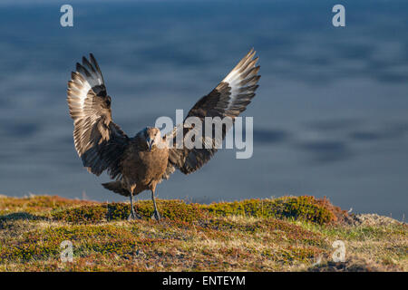 Arctic Skua bird, Ingolfshofdi Cape, Iceland Stock Photo