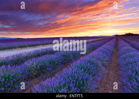 Sunrise over lavender field in Valensole, Provence, France Stock Photo