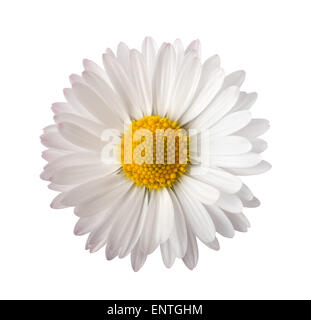 White daisy isolated on white background Stock Photo