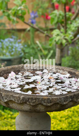 Fallen apple blossom petals in a bird bath in an english garden Stock Photo