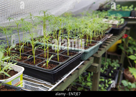 Young cosmos plants in trays in a greenhouse in spring. UK Stock Photo