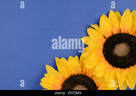 Two Sunflowers on a blue background Stock Photo