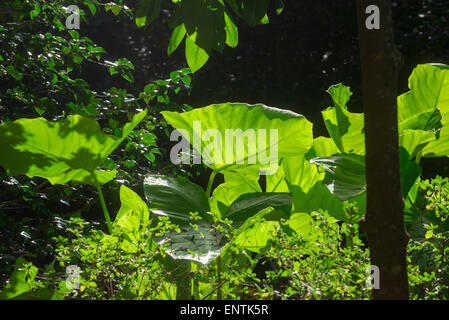 Elephant-ear plant at Kanapaha Botanical Gardens in Gainesville Florida. Stock Photo