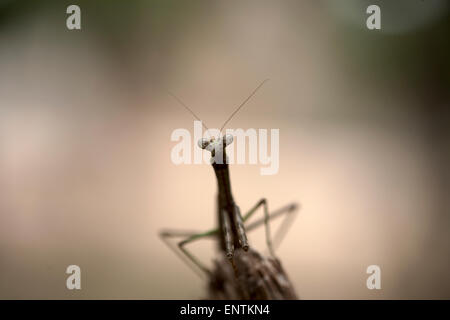 A praying mantis perches in the Mayan city of Chichen Itza, Yucatan Peninsula, Mexico Stock Photo