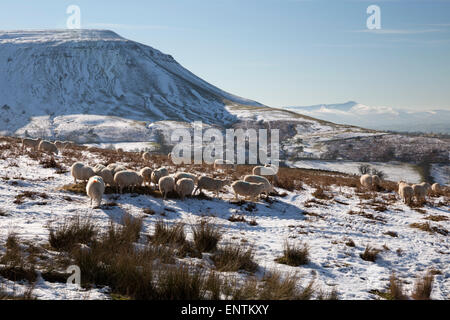 Grazing livestock below Hay Bluff with view to Pen y Fan peak Stock Photo