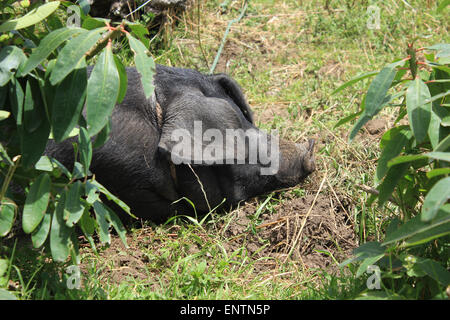 A black pig lying in a farmers pasture in Cotacachi, Ecuador Stock Photo