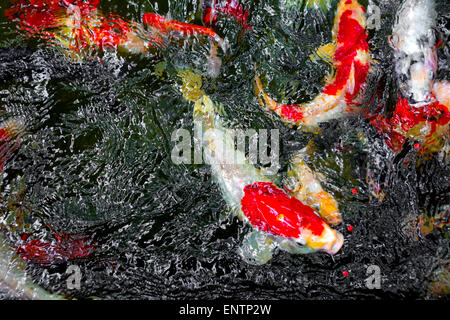 Koi carps in the dark water pond,Bali,Indonesia. Stock Photo