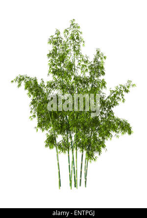 3D digital render of green bamboo trees isolated on white background Stock Photo