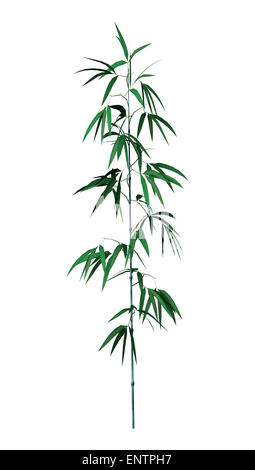 3D digital render of a green bamboo tree isolated on white background Stock Photo