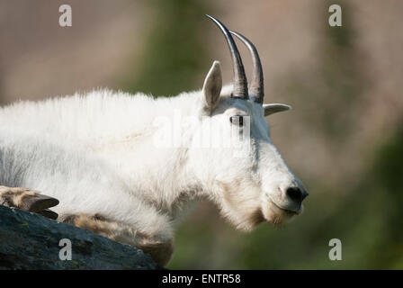 A resting mountain goat (Oreamnos americanus), Montana Stock Photo