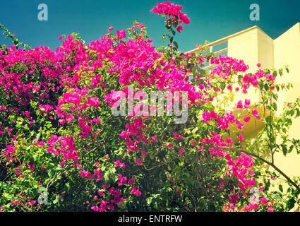 Building facade fragment on which balcony ornamental plants with a large amount of bright pink colors grow Stock Photo