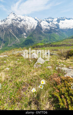 New born white and yellow flowers (pulsatilla alpina, alpine pasqueflower or alpine anemone) in the foreground. Stock Photo