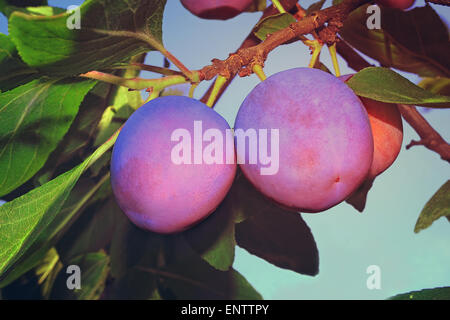 Two large ripe plum among green leaves on a tree branch. Stock Photo