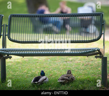 Munich, Germany. 11th May, 2015. Two ducks sit beneath a bench in the Olympiapark (Olympic Park) in Munich, Germany, 11 May 2015. PHOTO: PETER KNEFFEL/dpa/Alamy Live News Stock Photo