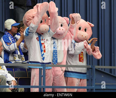 Ostrava, Czech Republic. 11th May, 2015. Finnish fans in pig costumes cheer for their team during the Ice Hockey World Championship Group B match Finland vs Belarus in Ostrava, Czech Republic, May 11, 2015. © Petr Sznapka/CTK Photo/Alamy Live News Stock Photo