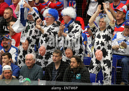 Ostrava, Czech Republic. 11th May, 2015. Finnish fans in cow costumes cheer for their team during the Ice Hockey World Championship Group B match Finland vs Belarus in Ostrava, Czech Republic, May 11, 2015. © Petr Sznapka/CTK Photo/Alamy Live News Stock Photo