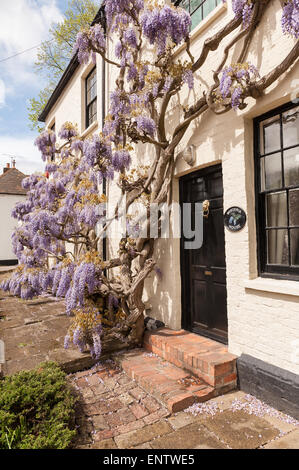 White wash painted brick wisteria cottage with old mature purple mauve wisteria shrub in full bloom coating listed building II Stock Photo