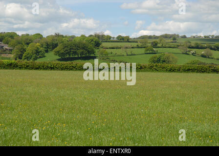 Typical English rural landscape in early summer, nr Tavistock, Devon, England Stock Photo