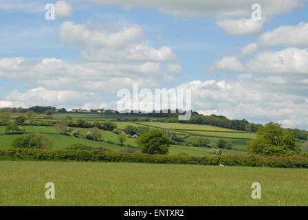 Typical English countryside with hedgerows and green rolling hills in early summer, near Tavistock, Devon. Stock Photo