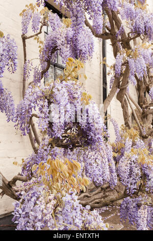 White wash painted brick wisteria cottage with old mature purple mauve wisteria shrub in full bloom coating listed building II Stock Photo