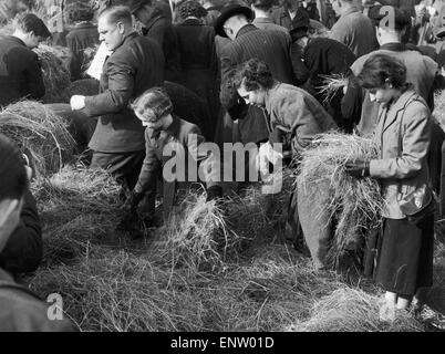 Search for a needle in a haystack competition outside St Paul's Cathedral starts the 1952 National Sewing Week. 3rd March 1952 Stock Photo