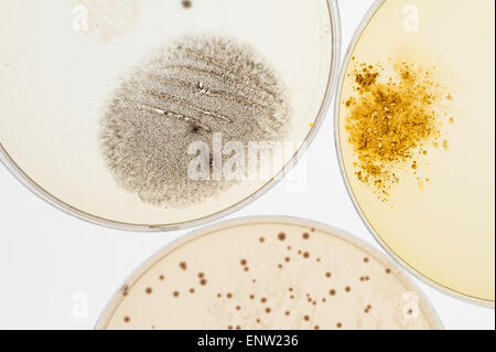 selection of microbes fungi bacteria cultures on agar in petri dishes with indicator showing ph change and spores Stock Photo