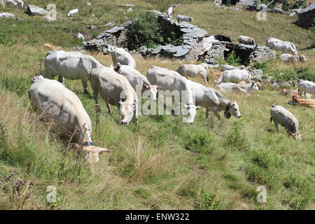 A Group of white cows from the Italian Alps. Paesana. Italy. grass, mountains, trees, alpine, bovine. Stock Photo