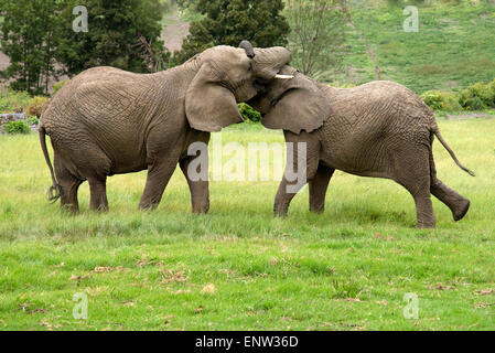 Young wild African elephants play to keep warm on a cool day in Knysna western cape South Africa Stock Photo
