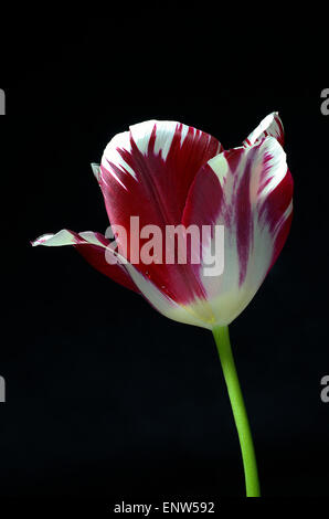 Focus stacked close up of a red and white striped tulip flower Stock Photo