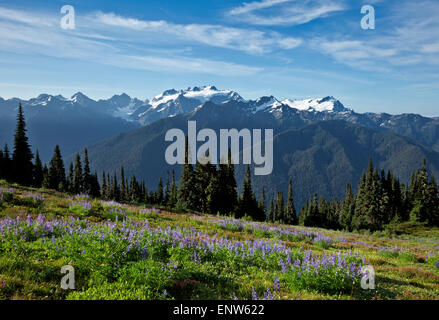 WASHINGTON - Lupine in a meadow along the High Divide with Mount Olympus and Mount Tom in the distance; Olympic National Park. Stock Photo