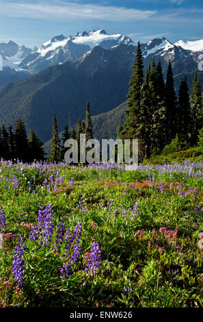 WASHINGTON - Lupine and heather blooming in a meadow along High Divide with Mount Olympus in the distance; Olympic National Park Stock Photo