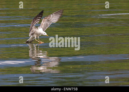 Yellow-legged Gull landing on a lake Stock Photo