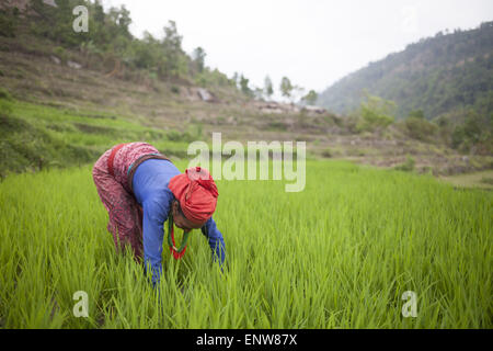 Nepal. 11th May, 2015. A woman harvests paddy on a mountain at Malanchi, outskirts of Kathmandu on May 11, 2015, near Kathmandu, Nepal. A major 7.9 earthquake hit Nepal mid-day on Saturday 25th April, Many houses, building and temples in the capital were destroyed during the earthquake, leaving over 7000 dead and many more trapped under the debris as emergency rescue workers attempt to clear debris and find survivors. © Suvra Kanti Das/ZUMA Wire/ZUMAPRESS.com/Alamy Live News Stock Photo